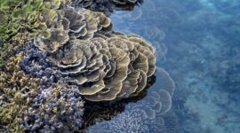 Sejumlah relawan dan warga lokal mengumpulkan sampah plastik di sepanjang garis pantai untuk menjaga kelestarian ekosistem bawah laut Indonesia.