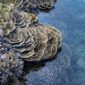 Sejumlah relawan dan warga lokal mengumpulkan sampah plastik di sepanjang garis pantai untuk menjaga kelestarian ekosistem bawah laut Indonesia.