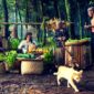 Masyarakat adat memegang peranan krusial dalam menjaga kelestarian hutan dan keanekaragaman hayati Indonesia melalui praktik kearifan lokal yang telah diwariskan secara turun-temurun.