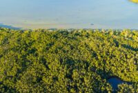Para sukarelawan komunitas lokal sedang menyemai bibit pohon endemik di area restorasi hutan untuk mengembalikan keanekaragaman hayati yang sempat rusak.
