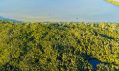 Nafas Baru Paru-Paru Nusantara: Mengubah Gaya Hidup Demi Pemulihan Ekosistem Hutan