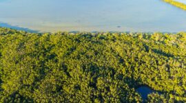 Para sukarelawan komunitas lokal sedang menyemai bibit pohon endemik di area restorasi hutan untuk mengembalikan keanekaragaman hayati yang sempat rusak.