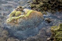 Keindahan terumbu karang di kawasan perairan Indonesia memerlukan perhatian khusus dan aksi nyata perlindungan lingkungan agar tetap lestari dari ancaman pencemaran serta kenaikan suhu laut.
