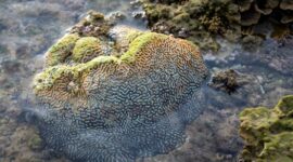 Keindahan terumbu karang di kawasan perairan Indonesia memerlukan perhatian khusus dan aksi nyata perlindungan lingkungan agar tetap lestari dari ancaman pencemaran serta kenaikan suhu laut.