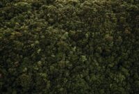 Pemandangan udara memperlihatkan perbatasan antara kawasan hutan hujan tropis yang masih asri dengan areal pembukaan lahan berskala besar di Kalimantan. Foto ini menjadi bukti nyata makin terdesaknya ekosistem alami Indonesia akibat aktivitas manusia.