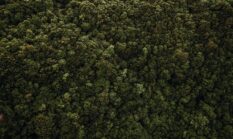 Mencari Sejuk yang Hilang di Tengah Ancaman Kerusakan Hutan Tropis Nusantara
