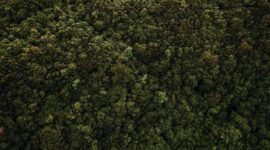 Pemandangan udara memperlihatkan perbatasan antara kawasan hutan hujan tropis yang masih asri dengan areal pembukaan lahan berskala besar di Kalimantan. Foto ini menjadi bukti nyata makin terdesaknya ekosistem alami Indonesia akibat aktivitas manusia.