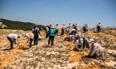 Melangkah ke Rawa Mangrove: Gaya Hidup Berkelanjutan Menjaga Pesisir Nusantara