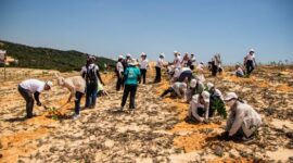 Para relawan muda bahu-membahu menanam bibit pohon bakau di kawasan pesisir untuk mencegah bahaya abrasi laut. Kegiatan wisata lingkungan ini kian diminati oleh masyarakat perkotaan sebagai sarana melepas penat akhir pekan.