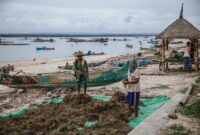 Para warga pesisir memanen dan merawat budidaya rumput laut yang kini menjadi salah satu pilar utama penggerak ekonomi mandiri di kawasan pantai Nusantara.