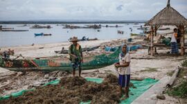Para warga pesisir memanen dan merawat budidaya rumput laut yang kini menjadi salah satu pilar utama penggerak ekonomi mandiri di kawasan pantai Nusantara.