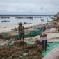 Para warga pesisir memanen dan merawat budidaya rumput laut yang kini menjadi salah satu pilar utama penggerak ekonomi mandiri di kawasan pantai Nusantara.