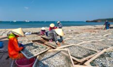 Geliat Ekonomi Baru Pesisir Nusantara Menembus Pasar Modern Lewat Inovasi Kreatif Makanan Laut