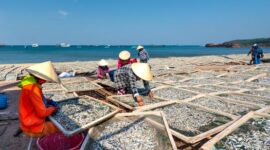 Kelompok perempuan di pedesaan pesisir sedang mengemas produk olahan ikan laut tradisional secara higienis untuk dikirim ke berbagai kota.