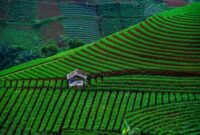 Pemandangan terasering sawah dengan sistem irigasi tradisional Subak di Bali yang mencerminkan keseimbangan antara tata kelola air, kesadaran lingkungan, dan kebudayaan lokal.