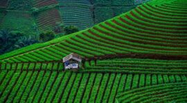 Pemandangan terasering sawah dengan sistem irigasi tradisional Subak di Bali yang mencerminkan keseimbangan antara tata kelola air, kesadaran lingkungan, dan kebudayaan lokal.