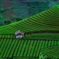 Pemandangan terasering sawah dengan sistem irigasi tradisional Subak di Bali yang mencerminkan keseimbangan antara tata kelola air, kesadaran lingkungan, dan kebudayaan lokal.