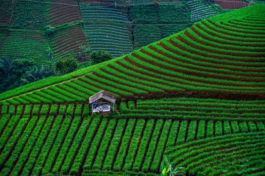 Pemandangan terasering sawah dengan sistem irigasi tradisional Subak di Bali yang mencerminkan keseimbangan antara tata kelola air, kesadaran lingkungan, dan kebudayaan lokal.