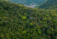 Pemandangan udara hamparan kanopi hutan hujan tropis di Indonesia yang menjadi benteng pertahanan utama ekosistem global dan penyeimbang iklim dunia.
