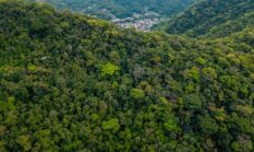 Menatap Muka Deforestasi dari Kedai Kopi Perkotaan dan Pilihan Gaya Hidup Kita