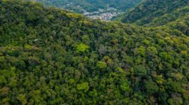 Pemandangan udara hamparan kanopi hutan hujan tropis di Indonesia yang menjadi benteng pertahanan utama ekosistem global dan penyeimbang iklim dunia.