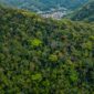Pemandangan udara hamparan kanopi hutan hujan tropis di Indonesia yang menjadi benteng pertahanan utama ekosistem global dan penyeimbang iklim dunia.