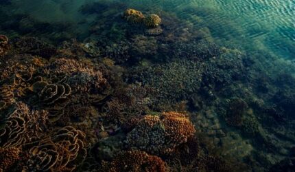 Menjaga Surga Bawah Laut Indonesia Lewat Langkah Sederhana Saat Liburan Musim Panas