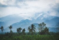Aktivitas pembibitan dan penanaman kembali pohon endemik di kawasan restorasi hutan yang digerakkan oleh komunitas lokal bersama sukarelawan muda.