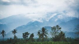 Aktivitas pembibitan dan penanaman kembali pohon endemik di kawasan restorasi hutan yang digerakkan oleh komunitas lokal bersama sukarelawan muda.