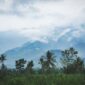 Aktivitas pembibitan dan penanaman kembali pohon endemik di kawasan restorasi hutan yang digerakkan oleh komunitas lokal bersama sukarelawan muda.