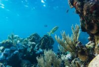 Penyelam melintas di atas terumbu karang yang sehat di perairan Raja Ampat, Papua Barat. Ekosistem laut yang terjaga menjadi benteng utama keanekaragaman hayati bahari Indonesia.