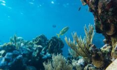 Menyelami Keajaiban Laut Indonesia dan Refleksi Gaya Hidup Berkelanjutan di Pesisir Nusantara