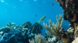 Penyelam melintas di atas terumbu karang yang sehat di perairan Raja Ampat, Papua Barat. Ekosistem laut yang terjaga menjadi benteng utama keanekaragaman hayati bahari Indonesia.