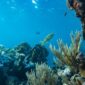 Penyelam melintas di atas terumbu karang yang sehat di perairan Raja Ampat, Papua Barat. Ekosistem laut yang terjaga menjadi benteng utama keanekaragaman hayati bahari Indonesia.