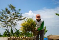 Warga desa berbusana adat Sunda sedang melakukan prosesi penumbukan padi secara masal menggunakan alu dan lisung kayu pada pesta adat Seren Taun di Cigugur.