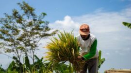 Warga desa berbusana adat Sunda sedang melakukan prosesi penumbukan padi secara masal menggunakan alu dan lisung kayu pada pesta adat Seren Taun di Cigugur.