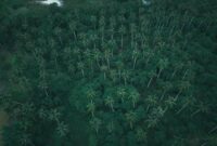 Kanopi hutan hujan tropis Indonesia yang rindang menjadi tempat bernaung bagi ribuan spesies endemik sekaligus pengatur iklim alami bumi.