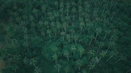 Kanopi hutan hujan tropis Indonesia yang rindang menjadi tempat bernaung bagi ribuan spesies endemik sekaligus pengatur iklim alami bumi.