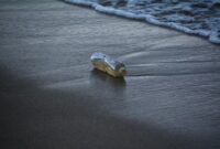 Tumpukan sampah plastik sekali pakai yang mencemari kawasan pesisir menjadi pengingat mendesaknya perubahan gaya hidup konsumsi di kawasan perkotaan.