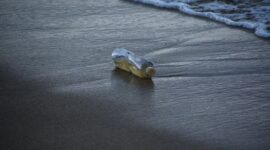 Tumpukan sampah plastik sekali pakai yang mencemari kawasan pesisir menjadi pengingat mendesaknya perubahan gaya hidup konsumsi di kawasan perkotaan.