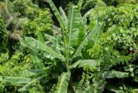 Hamparan kanopi hutan hujan tropis Indonesia yang tetap terjaga kelestariannya berkat pengetatan regulasi industri serta tingginya kesadaran konsumen urban dalam memilih produk ramah lingkungan.