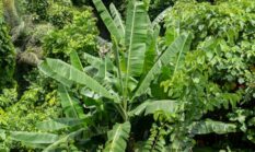 Menyelamatkan Hutan Indonesia Melalui Pilihan Gaya Hidup Konsumtif Yang Lebih Bijak Setiap Hari