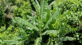 Hamparan kanopi hutan hujan tropis Indonesia yang tetap terjaga kelestariannya berkat pengetatan regulasi industri serta tingginya kesadaran konsumen urban dalam memilih produk ramah lingkungan.
