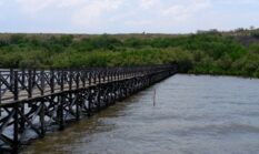 Menjelajahi Hutan Mangrove Pesisir Sebagai Tren Wisata Hijau Penyembuh Jiwa Perkotaan