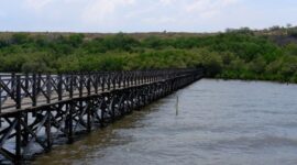 Pengunjung menyusuri jembatan kayu di tengah kerimbunan hutan mangrove pesisir saat senja, menikmati udara segar sekaligus keindahan benteng hijau alami yang menjaga garis pantai dari erosi.