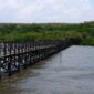 Pengunjung menyusuri jembatan kayu di tengah kerimbunan hutan mangrove pesisir saat senja, menikmati udara segar sekaligus keindahan benteng hijau alami yang menjaga garis pantai dari erosi.