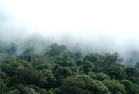 Kanopi hutan hujan tropis Indonesia yang membentang hijau menjadi benteng pertahanan iklim alami serta penopang keanekaragaman hayati Nusantara.