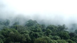 Kanopi hutan hujan tropis Indonesia yang membentang hijau menjadi benteng pertahanan iklim alami serta penopang keanekaragaman hayati Nusantara.