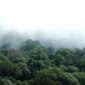 Kanopi hutan hujan tropis Indonesia yang membentang hijau menjadi benteng pertahanan iklim alami serta penopang keanekaragaman hayati Nusantara.