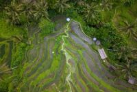Pemandangan udara memperlihatkan perbatasan antara tutupan hutan hujan tropis alami Indonesia dan area pembukaan lahan yang kian meluas ke dalam kawasan konservasi.